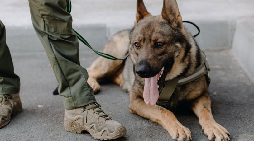 Canine Squad
